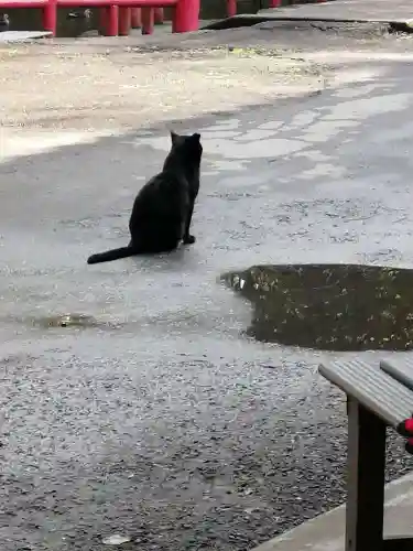 間々田八幡宮の動物