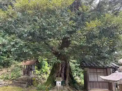 信露貴彦神社(福井県)