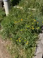 日吉山王大権現(日吉神社)(神奈川県)