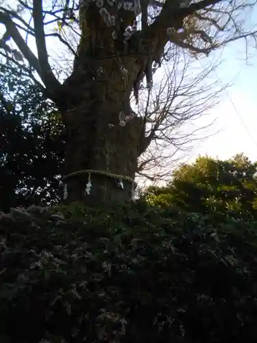 荏柄天神社の自然