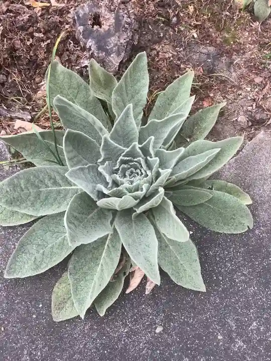 平泉寺(愛知県)