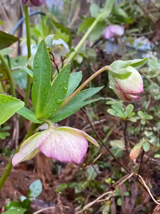 岡部春日神社~👹鬼門よけの🌺花咲く🌺やしろ~(福島県)