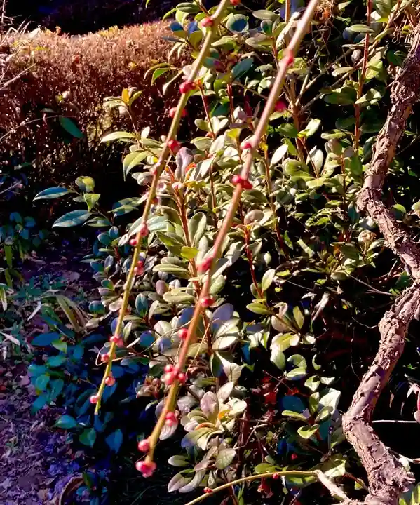 秀源寺(埼玉県)