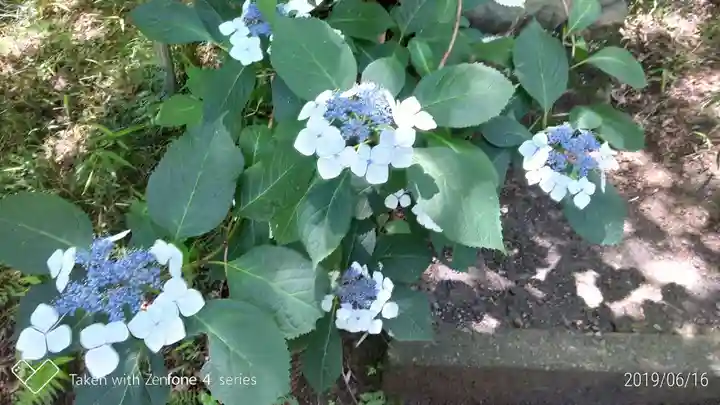 高幡不動尊 金剛寺の自然