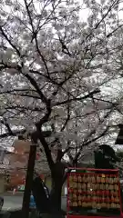 鎮守氷川神社の自然