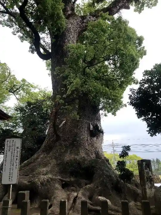 剣柄稲荷神社の自然