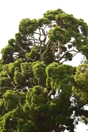 小村神社(高知県)