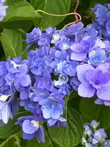 大山祇神社の自然(2022年06月12日(日) 22時47分36秒投稿)