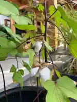 總社 和田八幡宮(福井県)