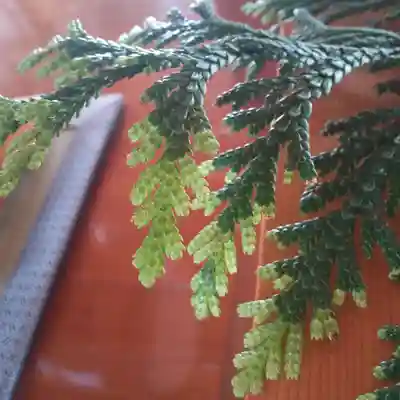 七重浜海津見神社(北海道)