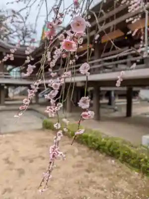 妙法寺(東京都)