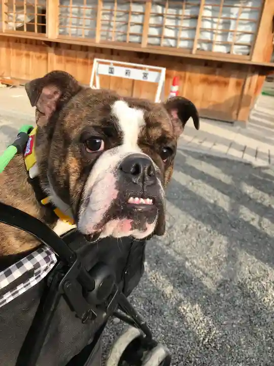 尾張大國霊神社(国府宮)の動物