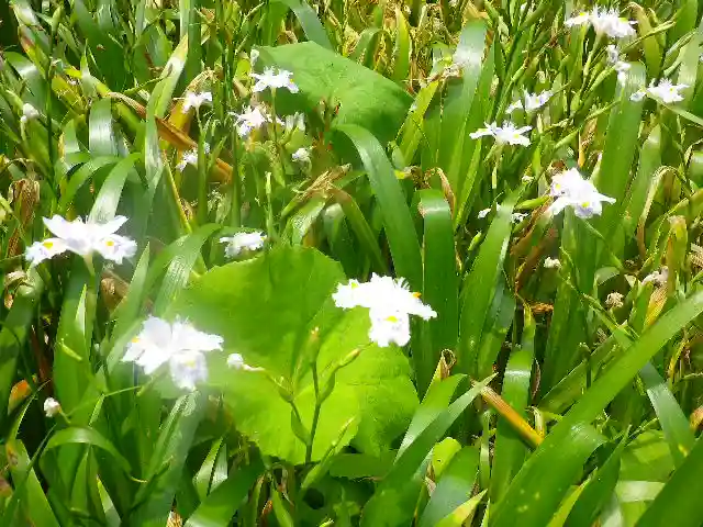 安養院 (田代寺)の自然