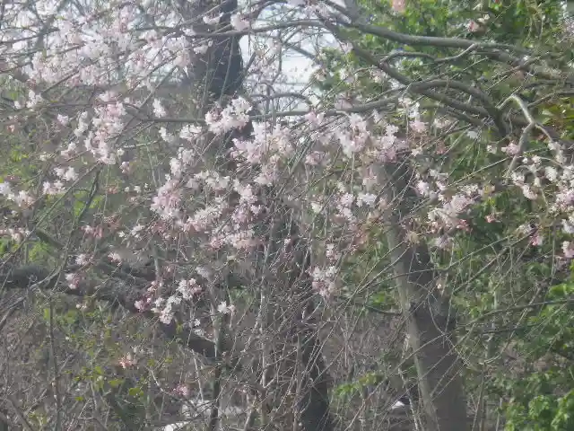 鶴岡八幡宮の自然