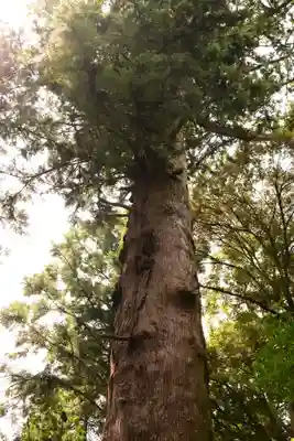 土佐神社(高知県)