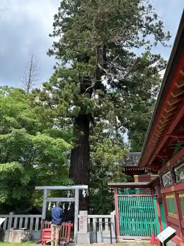 大杉神社(茨城県)
