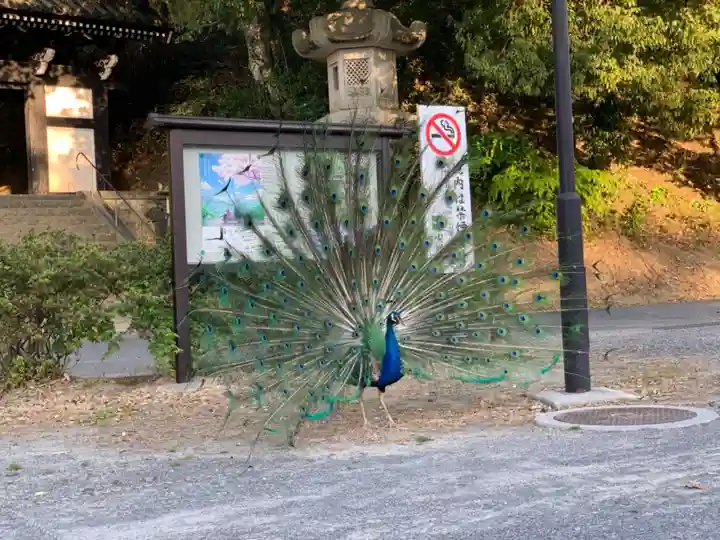 楽法寺(雨引観音)の動物