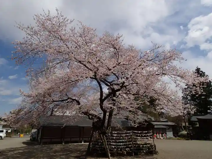 高麗神社の自然