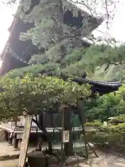 石手寺の自然