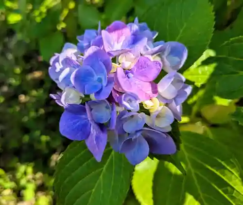 東慶寺(神奈川県)