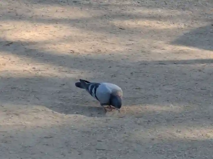 西光寺(東京都)