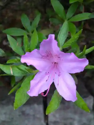 阿智神社の自然