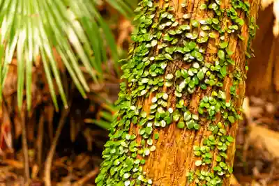 青島神社（青島神宮）(宮崎県)