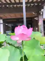 秋葉總本殿可睡斎の本殿・本堂