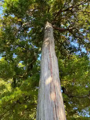 宇倍神社の自然