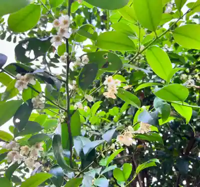 手力雄神社(岐阜県)