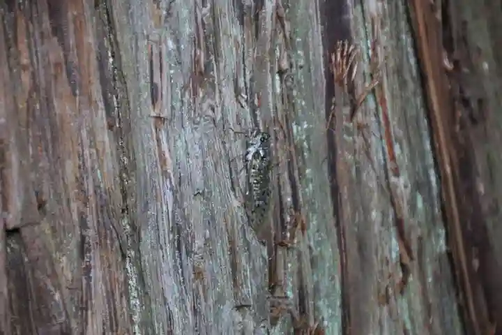 鹿島大神宮の自然