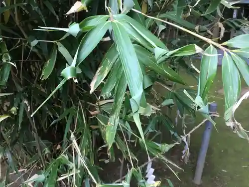 吉田神社の自然