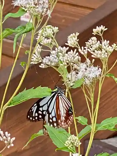 真正極楽寺（真如堂）の動物