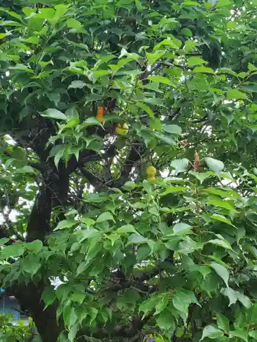 朝日森天満宮の自然