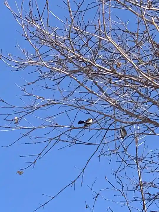 留辺蘂神社の動物
