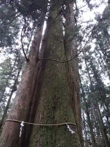 諏訪神社の自然