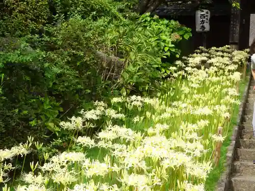 横浜　西方寺の自然