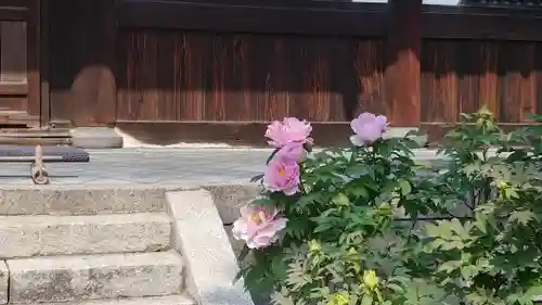 建仁寺（建仁禅寺）の自然