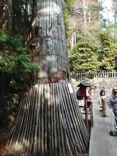 日光東照宮の自然