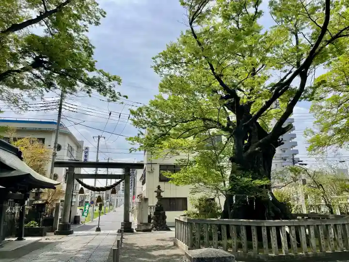 高城神社の{uncategorized: "未分類", other: "その他", undefined: "問題あり", building: "その他建物", grave: "お墓", sacred_gate: "鳥居", guardian: "狛犬", statue: "像", buddha: "仏像", history: "歴史", nature: "自然", garden: "庭園", animal: "動物", pagoda: "塔", temizu: "手水舎", mountain_gate: "山門・神門", sanctuary: "本殿・本堂", subordinate: "末社・摂社", art: "芸術", scenery: "景色", jizo: "地蔵", ema: "絵馬", goshuin: "御朱印", omikuji: "おみくじ", items: "授与品その他", amulet: "お守り", goshuincho: "御朱印帳", eats: "食事", festival: "お祭り", votive_dance: "神楽", shichigosan: "七五三参", wedding: "結婚式", experience: "体験その他", initially: "初詣", around: "周辺", anti_infection: "感染症対策"}