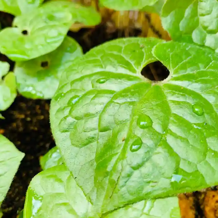 土津神社|こどもと出世の神さまの自然