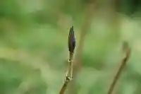 正安寺(神奈川県)