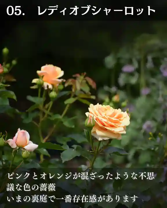 宝光寺(北海道)