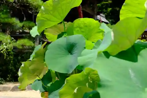 岡寺（龍蓋寺）の自然