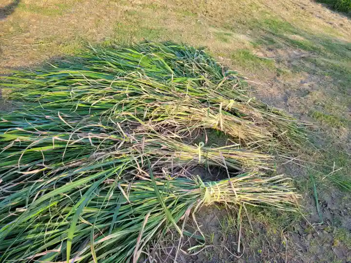 伏木香取神社(茨城県)