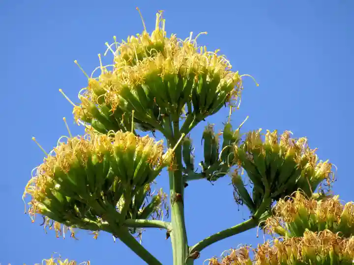 筑波山大御堂(茨城県)