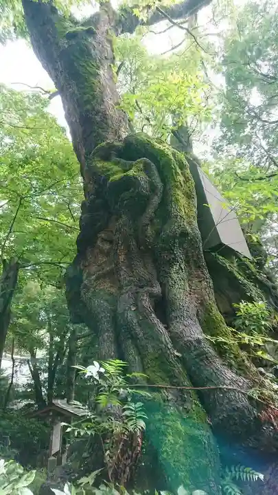 來宮神社の自然