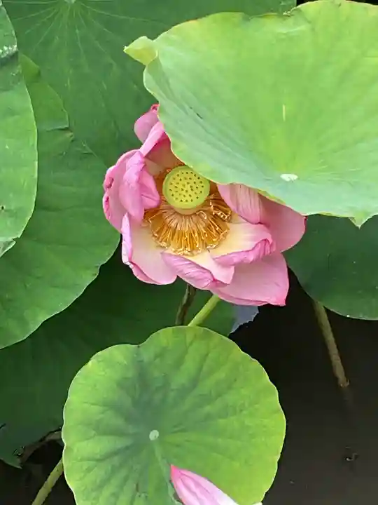 笠覆寺 (笠寺観音)(愛知県)