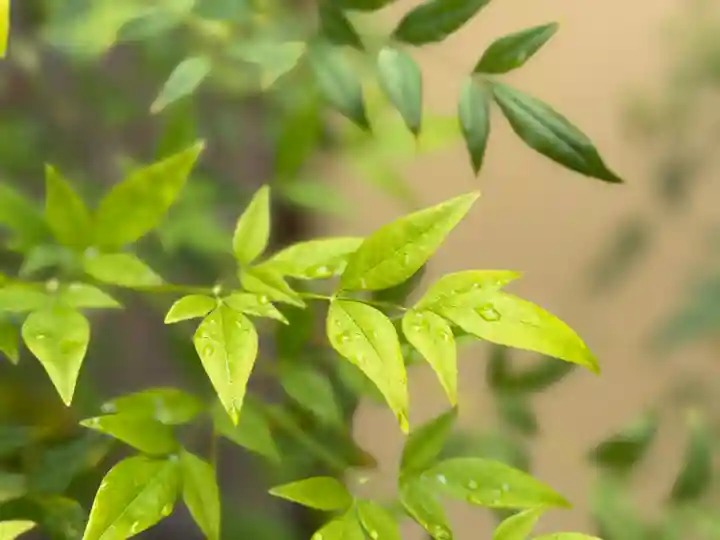 西方山極楽寺(岐阜県)