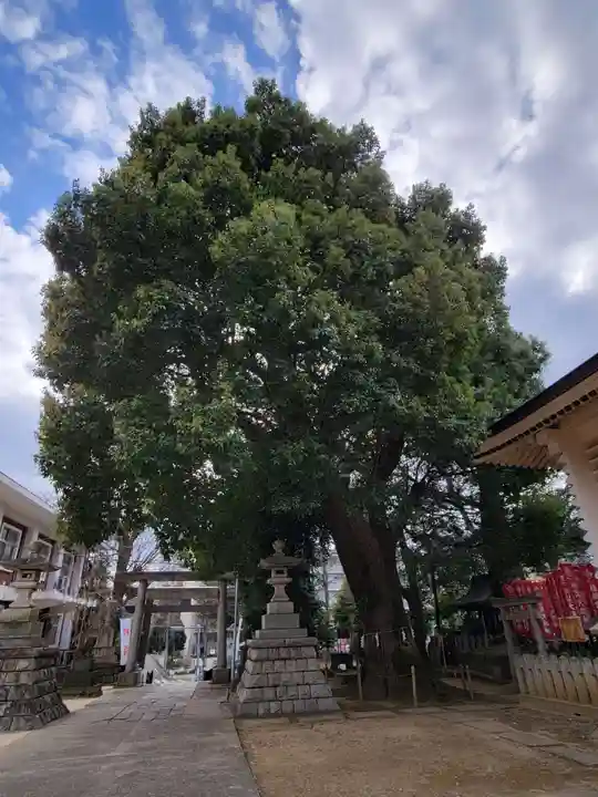 諏訪神社の自然